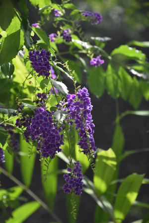 Blooming purple flowers on a bush in a butterfly garden on a warm day.