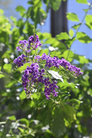 Beautiful purple butterfly bush with tiny blossoms in a garden.