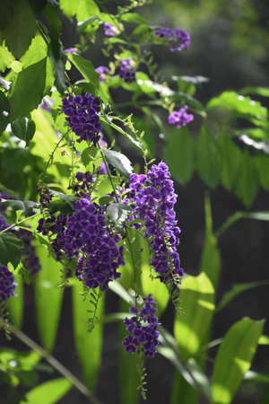 Flowering purple butterfly bush with small purple flowers dangling down.