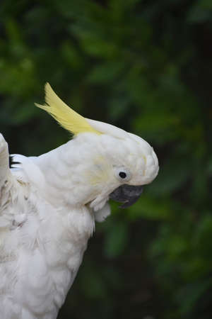 White winged cockatoo bird with his wings drawn back on a perch.の写真素材