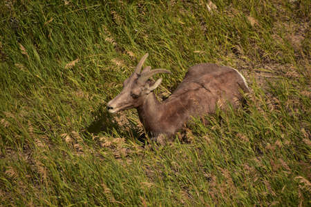 Close up of a resting bighorn sheep in the Badlands.の写真素材