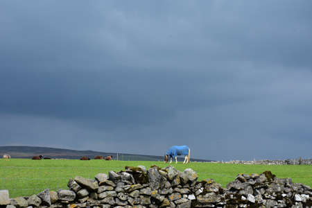 Livestock in a pasture grazing with stone walls in Northern England in the spring.の写真素材
