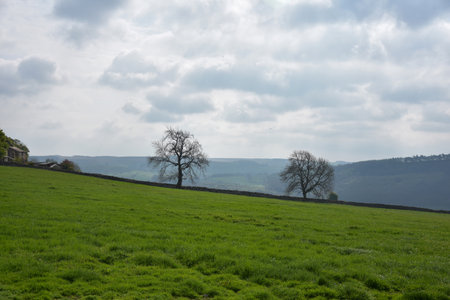 Trees silhoeutted on a hillside under cloudy skies in the spring.