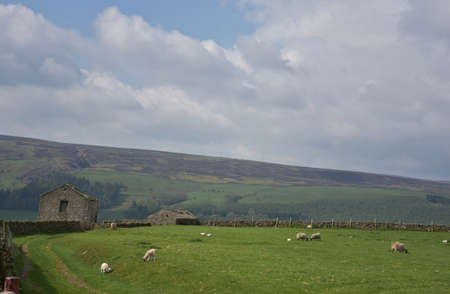 Sheep grazing in a large grass field in northern England in the spring.の写真素材