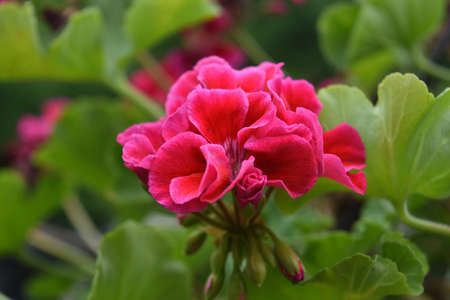Garden with a flowering pink geranium flower blooming.