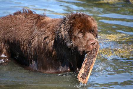 Large brown Newfoundland dog fetching a stick in the water.の写真素材