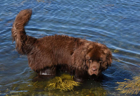 Gorgeous chocolate brown Newfoundland dog in the ocean waters.の写真素材