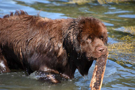 Large brown Newfoundland dog with a stick in his mouth.の写真素材