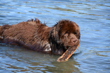Large brown Newfoundland dog fetching a stick in the water.の写真素材