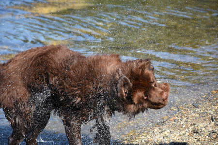 Big brown Newfoundland dog shaking water off of him.の写真素材