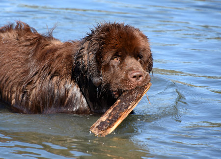 Swimming brown Newfoundland dog with a large stick.の写真素材