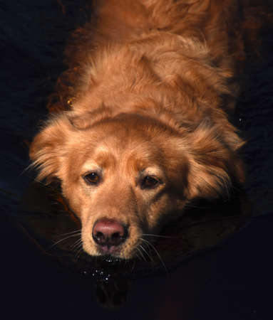 Swimming retriever dog with a pink nose.