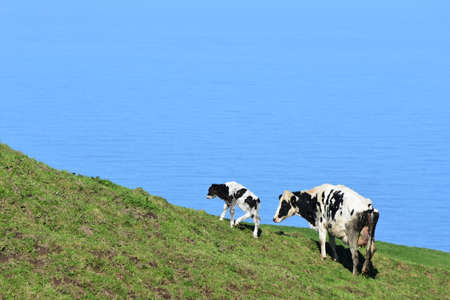 Adorable wobbly legged spotted white and black calf with it's mom.の写真素材