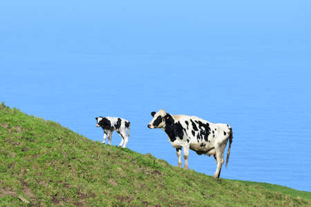 Adorable newborn calf and cow standing on a hillside by the ocean.の写真素材