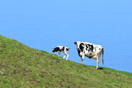 Spotted cow with it's tongue out beside it's calf on a hill by the ocean.の写真素材