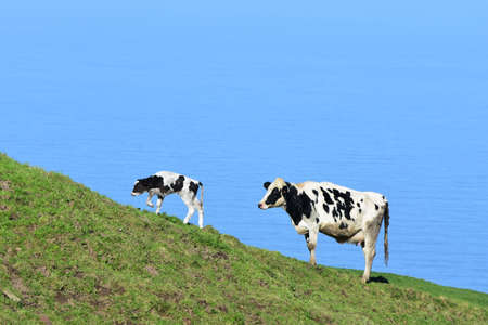 Adorable spotted white and black calf and cow walking up a seaside hill.の写真素材