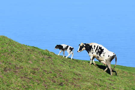 Spotted mom and baby calf walking up a hill on the coast.の写真素材