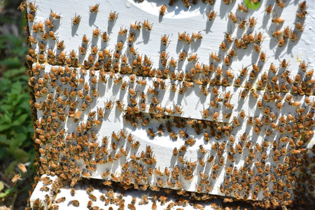 Beehive with lots of bees after pollinating plants and flowers on the hive.