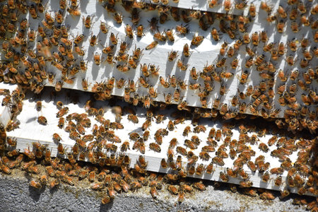 Huge swarm of honey bees on a summer day on a farm.