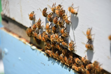 Collection of honey bees on the beehive after pollinating plants and flowers.