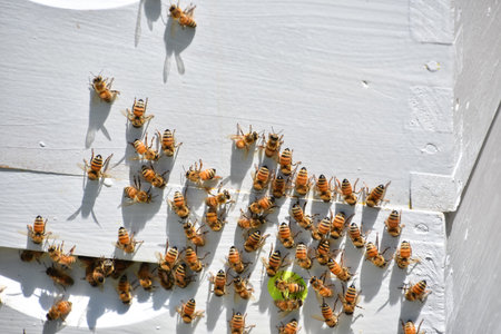 Beekeper hive surrounded by bees on a farm used for plant pollination.