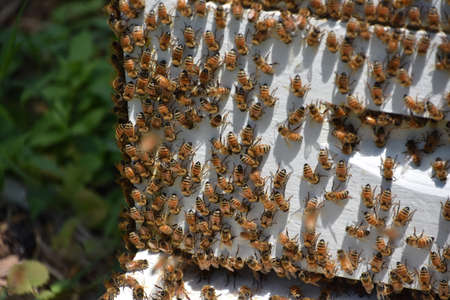 Bees surrounding the hive and buzzing around after pollination.の写真素材
