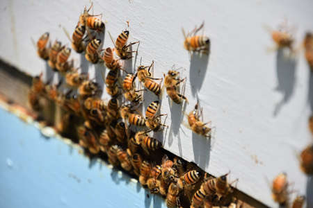 Beehive with bees collecting to enter the hive on a summer day.の写真素材