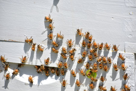 Collection of white beehive boxes with swarming of bees on it.の写真素材