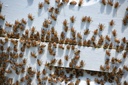 Large group of pollinating bees on a beekeepers hive in the summer.