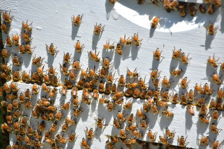 Swarm of honey bees surrounding a beekeepers beehive in the summer time.