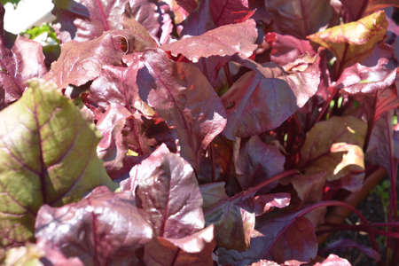Red leaf beets growing in a farm vegetable garden in the summer.