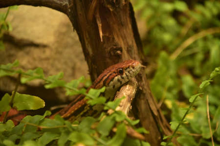 Eastern corn snake slithering over the top of a branch.