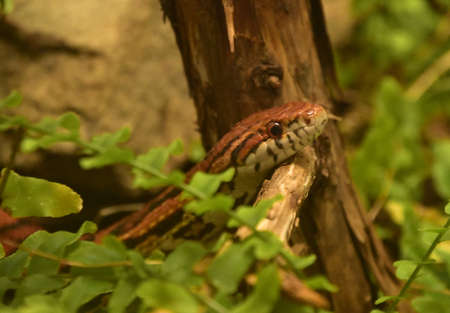 Close up look at an eastern corn snake slither along through nature.
