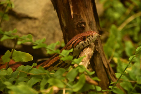 Eastern corn snake in the wild.