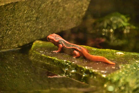 Fantastic look at a mandarin newt on a large rock outcropping.の写真素材