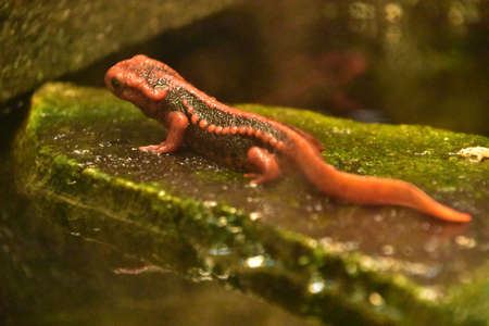 Red emperor newt on a large wet rock out cropping.の写真素材