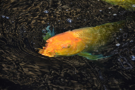 Terrific orange koi fish swimming along in dark murky waters.の写真素材