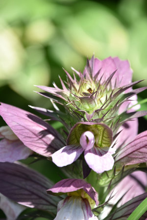 Amazing blooming balmony flower blossom in a summer garden on a hot day.