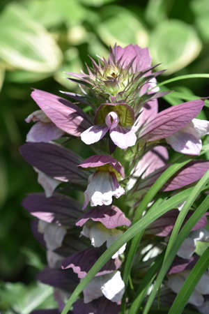 Beautiful garden with flowering bitter herb blooming on a summer day.の写真素材