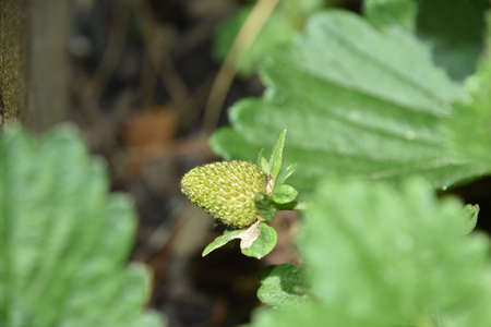 Green strawberry not yet ripe on a garden vine in the summer.の写真素材