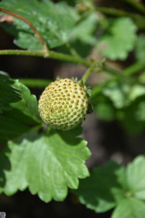 Lush green strawberry plant growing in an organic garden.の写真素材