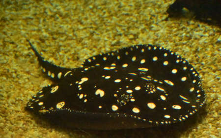 Up close look at a black and white spotted stingray swimming underwater.