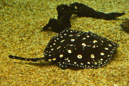 Spotted black and white stingray hovering just over the gravel on the bottom.
