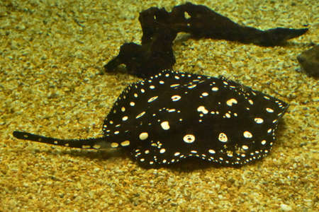 Spotted black and white stingray swimming under the water over gravel.