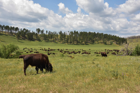 Very large dispersed herd of buffalo grazing on a range in the summer.の写真素材