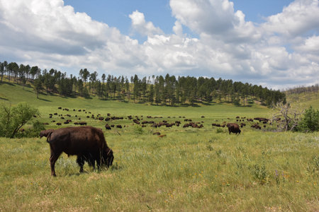 Herd of bison under cloudy blue skies in the summer time.