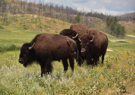 Bison family standing in a field in rural and remote South Dakota.