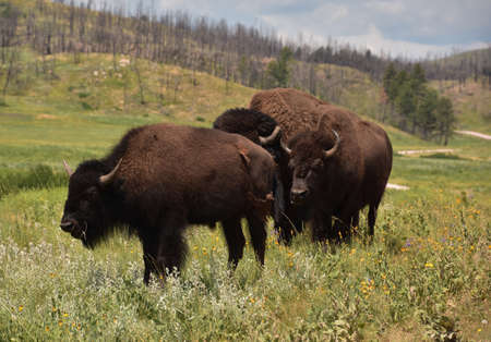 Meadow with a family of American bison grazing in a grass field.
