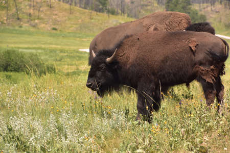 American bison in a field with wildflowers in the summer time.の写真素材