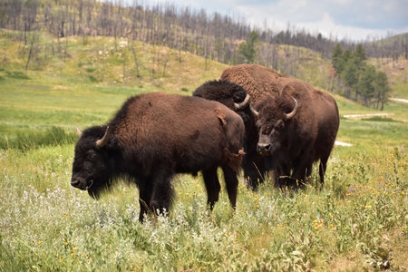 Three grazing American Buffalo in beautiful rural South Dakota in the summer.